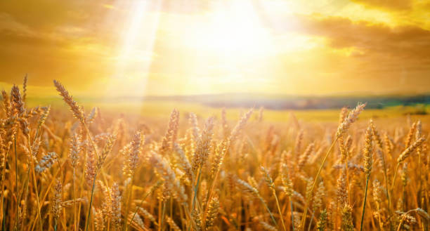 Golden Fields
